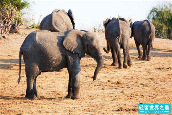 世界上最大的一只大象有多重 十三吨重（雄性未成年象）
