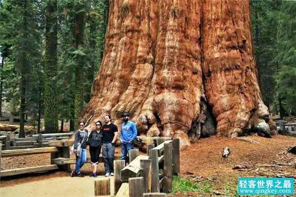 世界上最高大的植物是什么 巨杉（身材高大主干笔直）