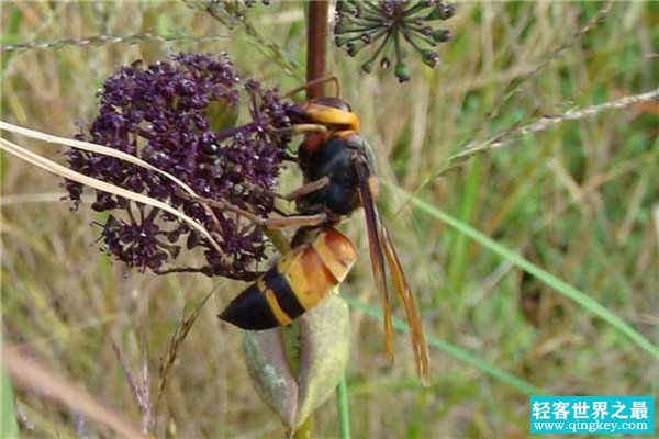世界上最大的马蜂是什么 日本大黄蜂（比螳螂大一圈）