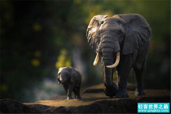 世界上最大的耳朵 非洲象的巨大耳朵是怎么来的
