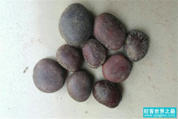 世界上最大的豆子 缅甸国植物木腰子（最大达90多厘米）