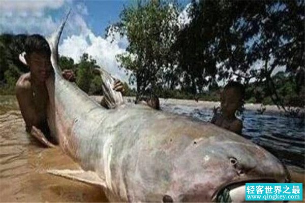 世界上最大的鲶鱼是什么 生长在东南亚地带的巨型鲶鱼