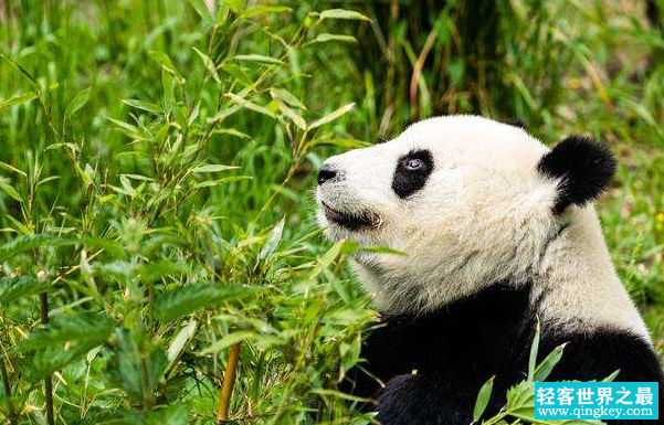世界上最长寿的大熊猫, 活了38周岁(相当于人类的一百多岁）