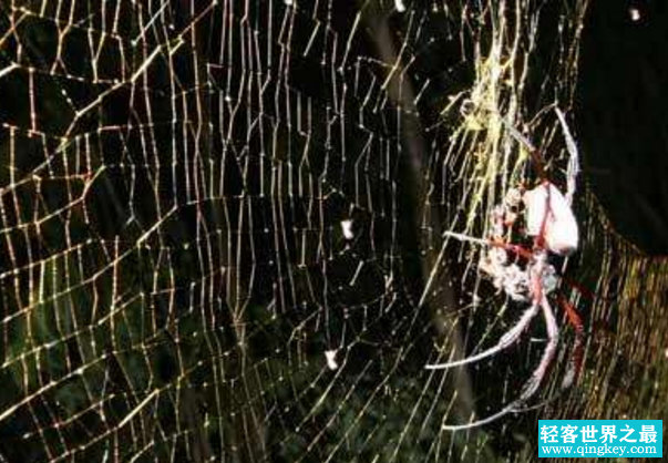 世界上最大的蜘蛛网，长度可达700平方米(一大堆蜘蛛编织而成)