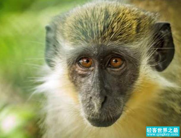 世界上五种最贵的动物排名 第一绿猴一亿多 中国有一个上榜