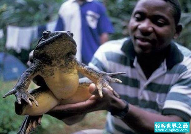 世界上最大的水蛙 非洲巨蛙体长可达半米