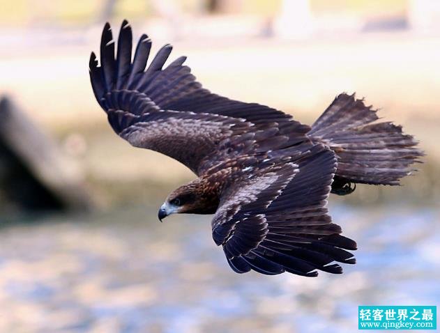 世界上视力最好的鸟 鹰(视力范围能达到36公里)