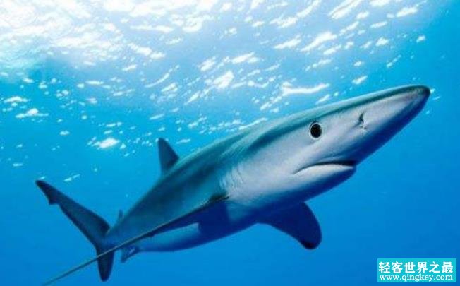 世界上最可爱的鲨鱼 弗洛伦斯 不爱吃肉只爱吃蔬菜