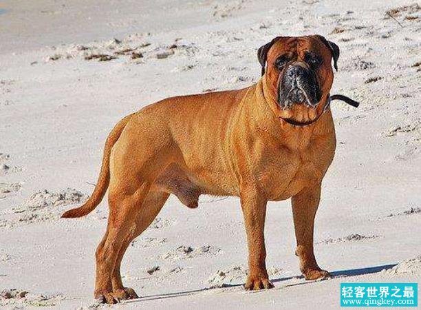 世界上最大的狗体重二百多斤 相当于2个成年人的重量