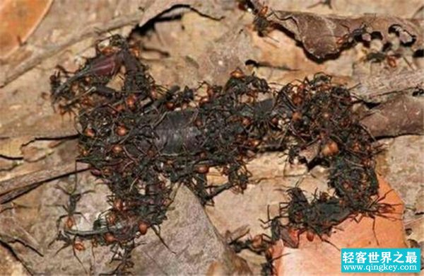 最恐怖的蚂蚁：爆炸蚂蚁（遇到强敌会自爆）