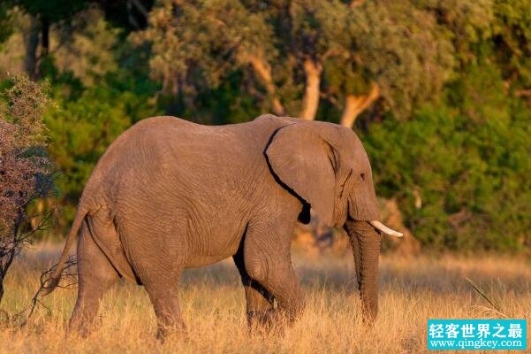 为什么大象用鼻子吸水不会呛到：鼻腔后有软骨阻挡水