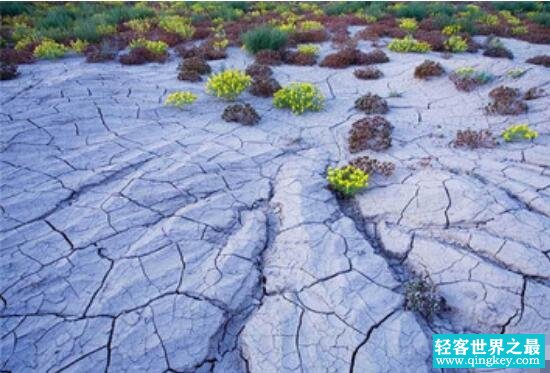 神奇的沙漠之花，厄尔尼诺现象导致沙漠开花/地球异常变暖